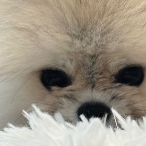 Meet your Posher, Bright